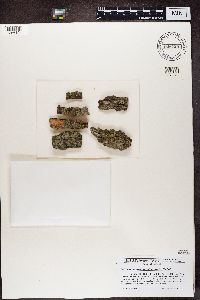 Candelariella antennaria image