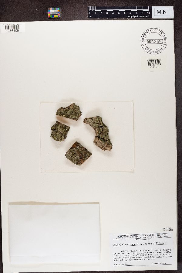 Caloplaca ulcerosa image