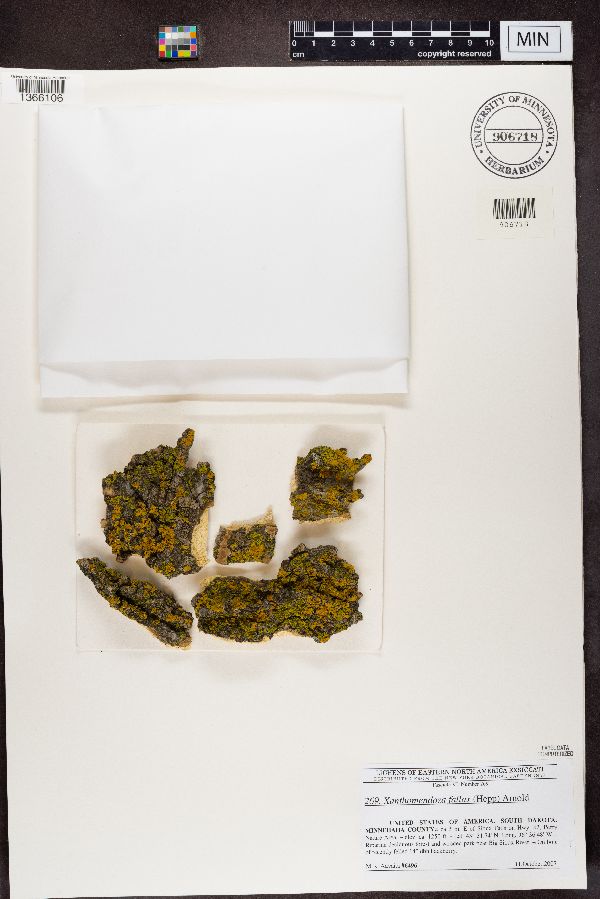 Oxneria fallax image