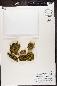 Media resource of Xanthomendoza fallax