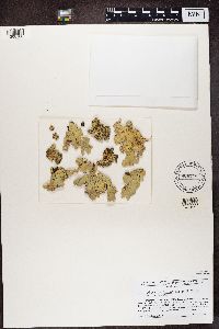 Lobaria scrobiculata image