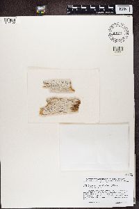 Lecanactis abietina image