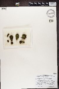 Arthrorhaphis citrinella image