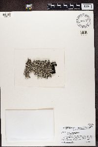 Parmelia sulcata image