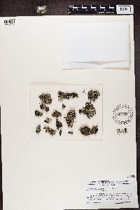 Parmelia saxatilis image