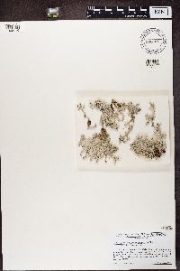 Stereocaulon tomentosum image