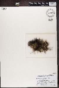 Alectoria nigricans image