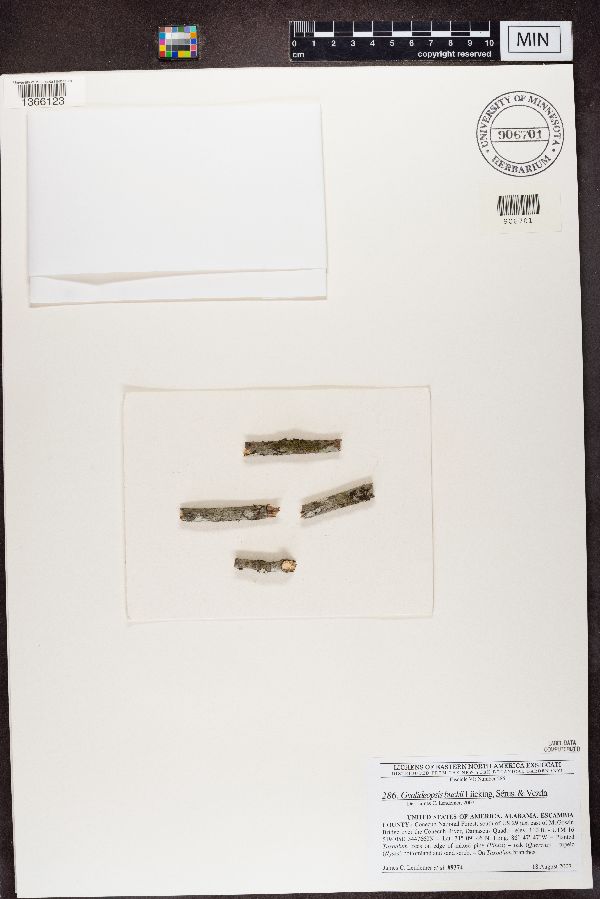 Gyalideopsis buckii image