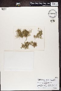 Ramalina stenospora image