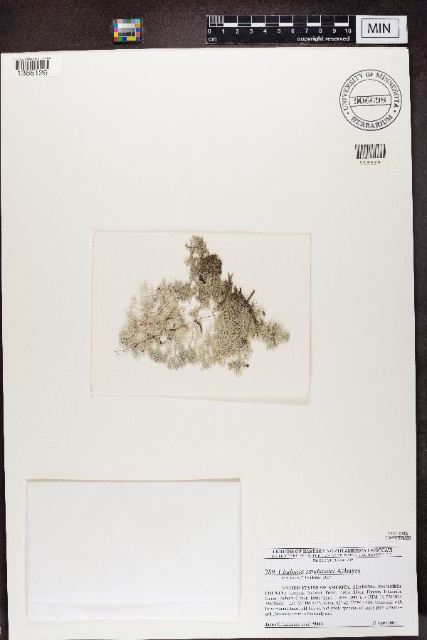 Cladonia sandstedei image