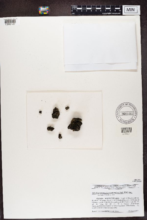 Fuscopannaria praetermissa image