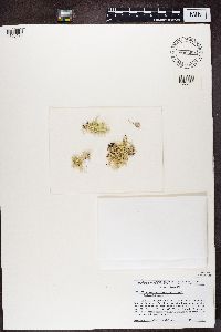 Ramalina farinacea image