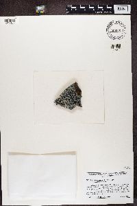 Lecidea lapicida image