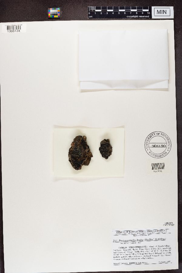 Protoparmelia badia image