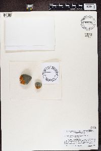 Rusavskia elegans image