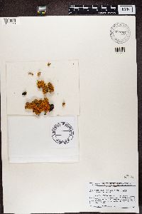 Rusavskia sorediata image