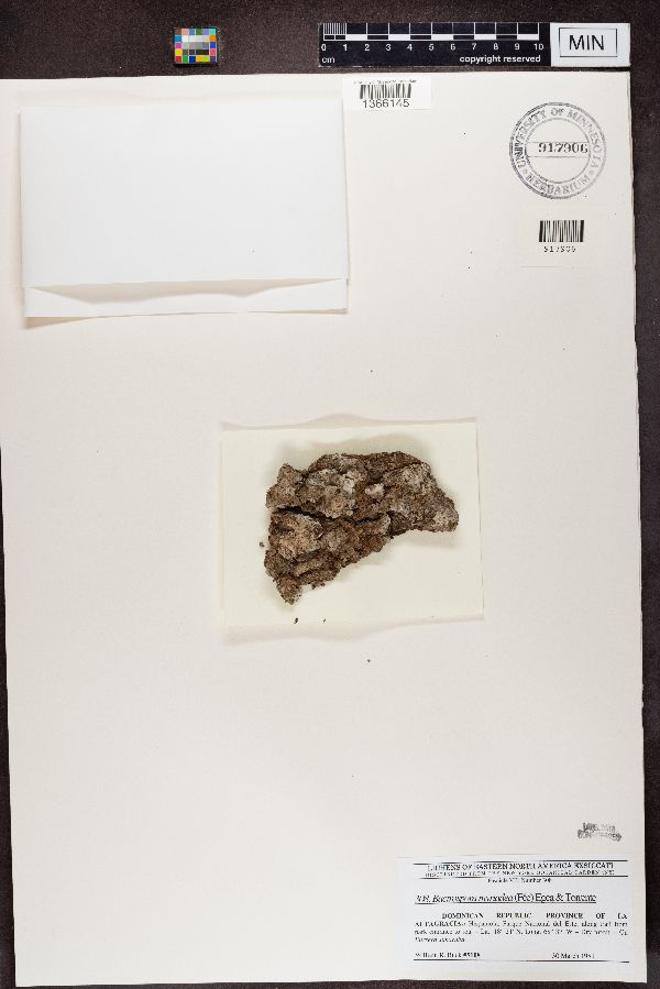 Bactrospora myriadea image