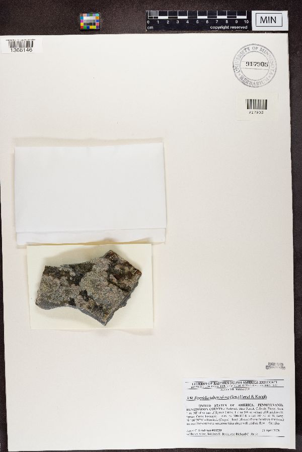 Porpidia tuberculosa image