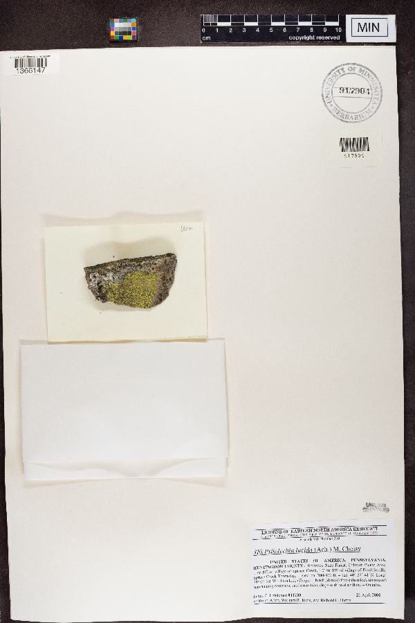 Psilolechia lucida image