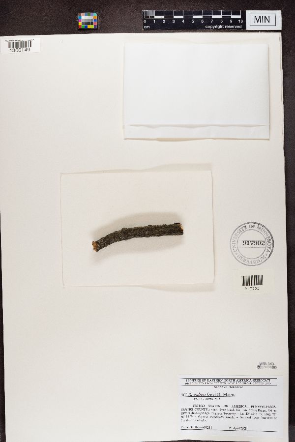 Rinodina freyi image