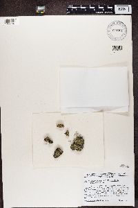 Cladonia caespiticia image