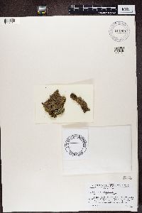 Biatora vernalis image