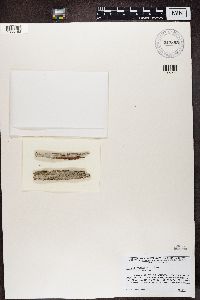 Alyxoria varia image