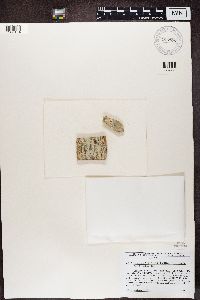 Athallia holocarpa image