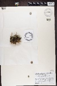 Cladonia verticillata image