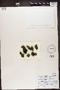 Bilimbia sabuletorum image