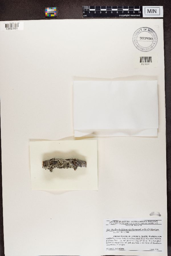 Muellerella lichenicola image