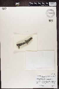 Mycoblastus sanguinarius image