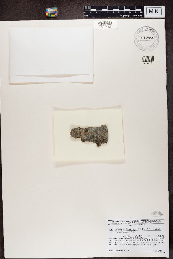 Athallia holocarpa image