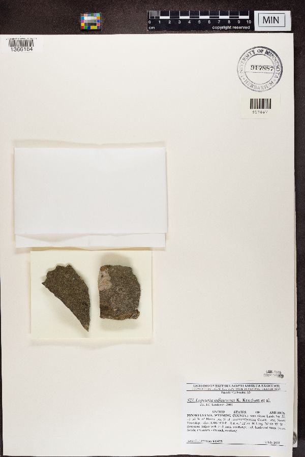 Lepraria adhaerens image