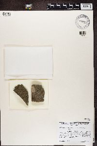 Media resource of Lepraria adhaerens