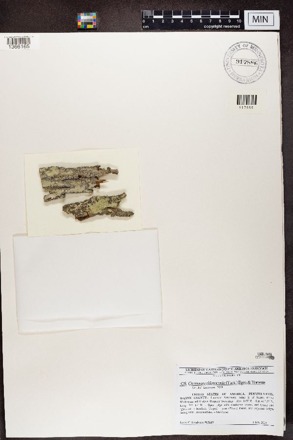 Cresponea chloroconia image