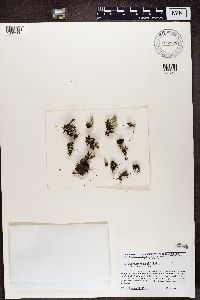 Cladonia pyxidata image