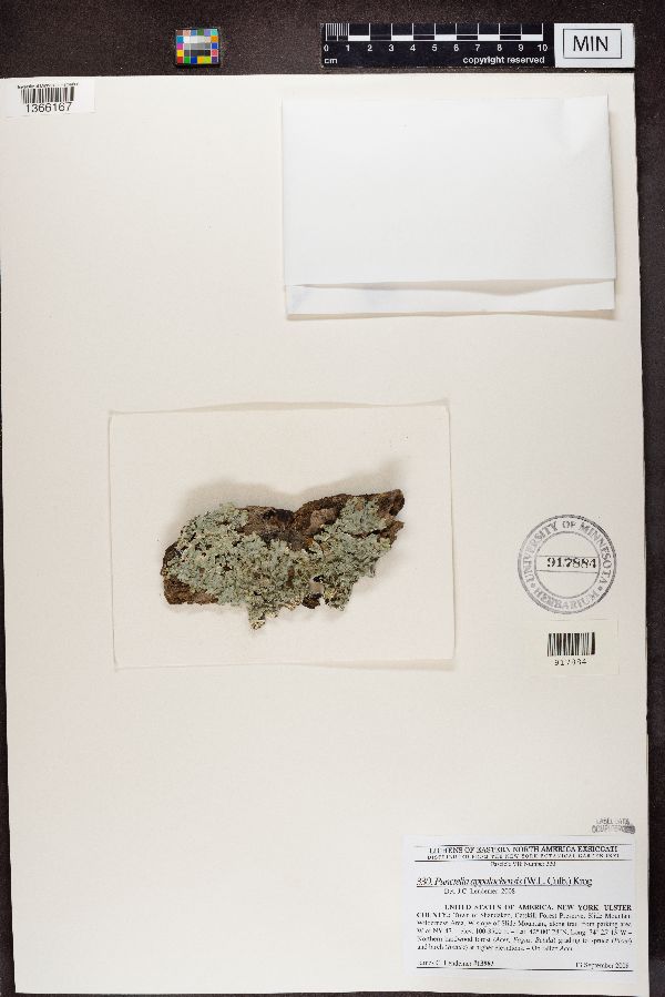 Punctelia appalachensis image