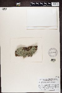 Media resource of Punctelia appalachensis