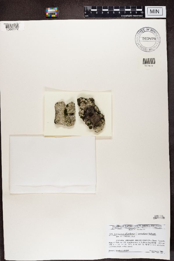 Lecanora allophana f. sorediata image