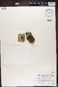 Lecanora allophana image