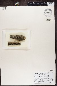 Strangospora moriformis image