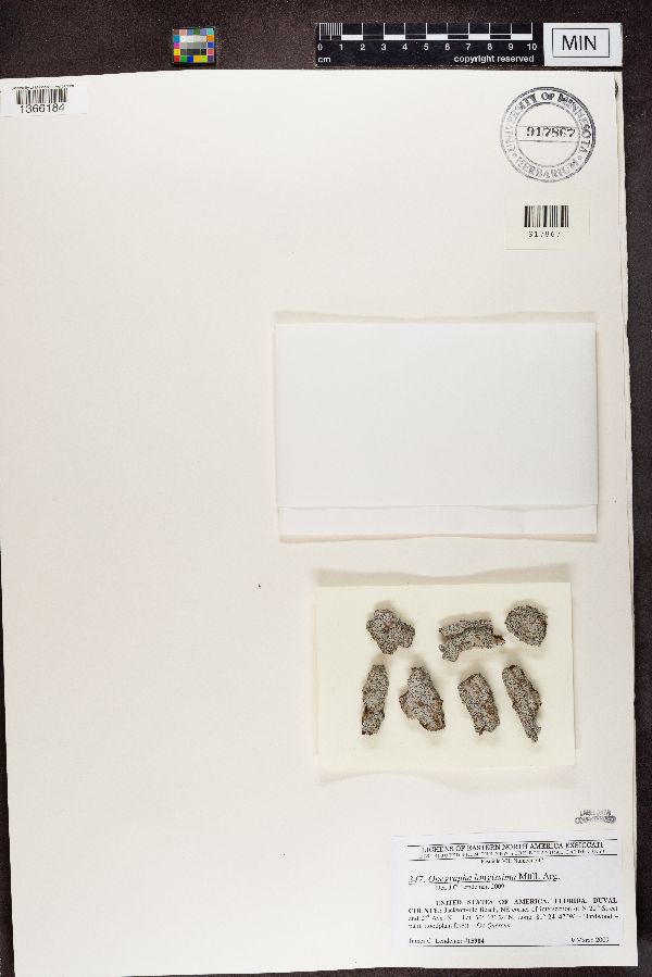 Opegrapha longissima image