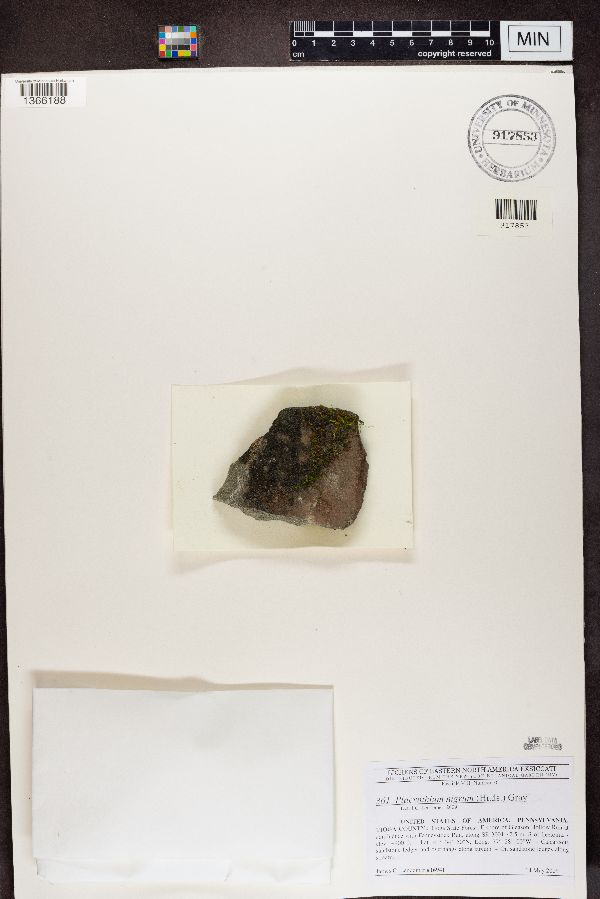 Placynthium image