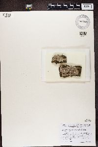 Image of Variolaria multipunctoides