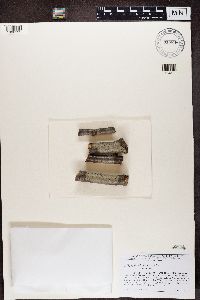 Arthonia quintaria image