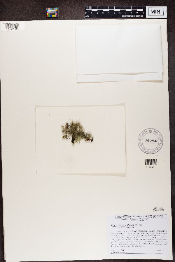 Usnea subfusca image