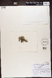 Media resource of Usnea subfusca