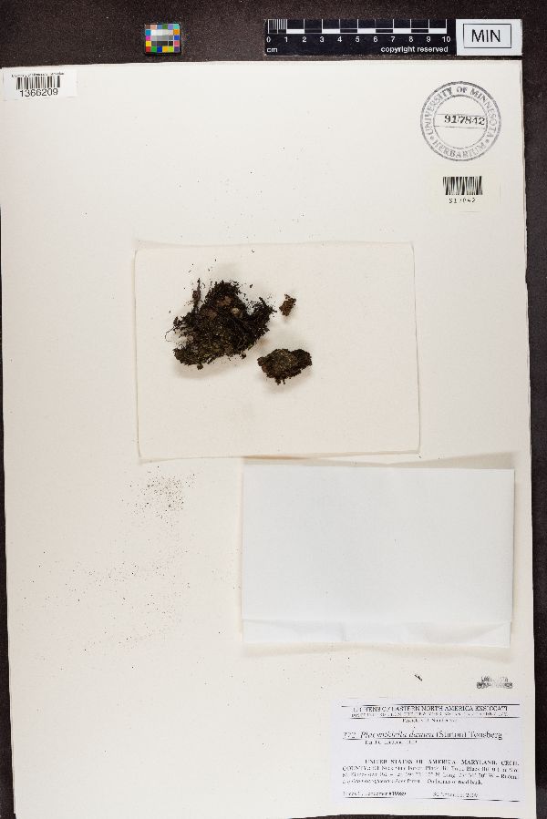 Placynthiella dasaea image