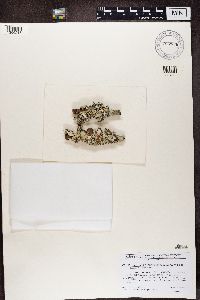 Parmotrema reticulatum image